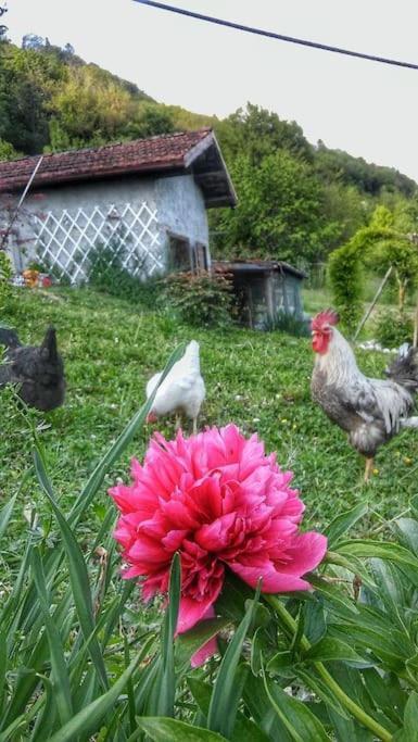 Casa Nella Natura Il Risveglio Degli Elfi بيدافينا المظهر الخارجي الصورة