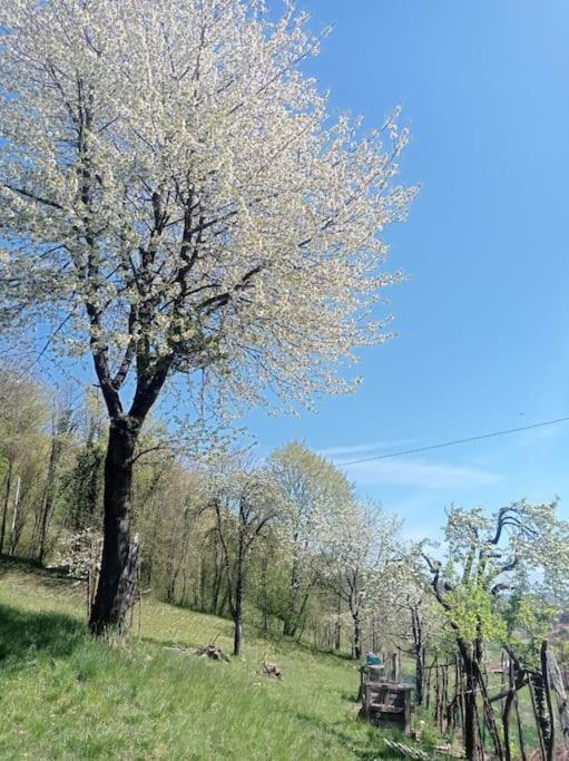 Casa Nella Natura Il Risveglio Degli Elfi بيدافينا المظهر الخارجي الصورة